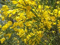 Cubania - Ginestra_Genista_aetnensis_20100711 013.jpg